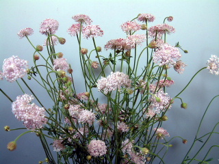 Trachymene caerulea Blue Lace Pink.jpg